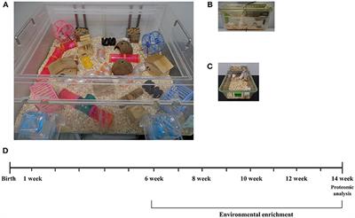 The Effect of Environmental Enrichment on Glutathione-Mediated Xenobiotic Metabolism and Antioxidation in Normal Adult Mice